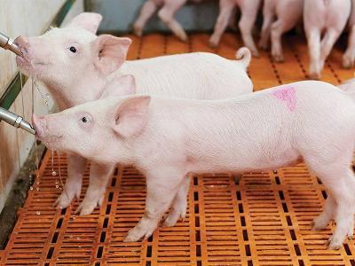Back to school: Improving the pigs environment