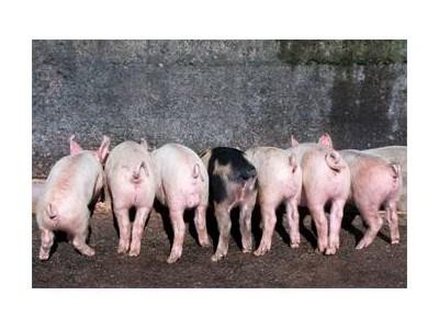 What causes secretory or nutritional diarrheas in piglets?