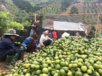 Nông sản bung hàng phục vụ Tết