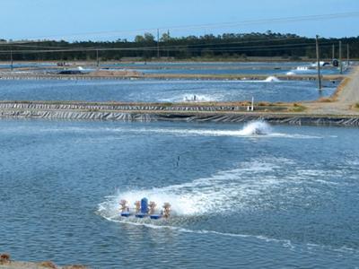 Feed tray management lowers FCRs, shrimp production costs in Australia