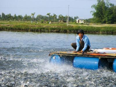 Làm gì để cá tra nuôi hiệu quả và bền vững?