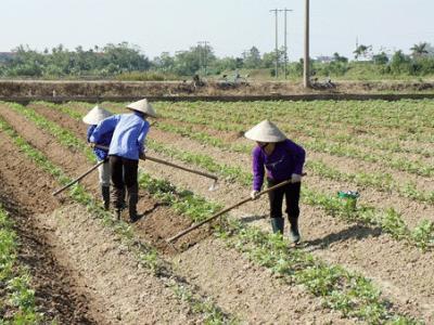 Trồng khoai tây trên đất 2 lúa, thu nhập 83 triệu đồng/ha
