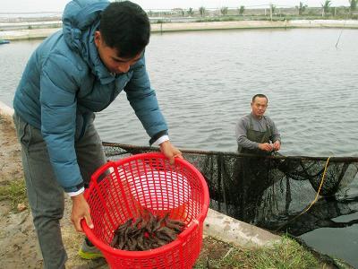 Làm giàu từ nuôi tôm thẻ chân trắng