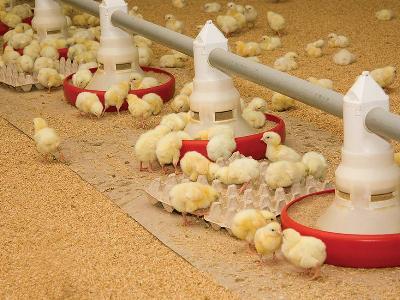 7 questions to ask when purchasing broiler feeds