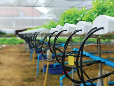 The Importance of Oxygen in Hydroponic Systems