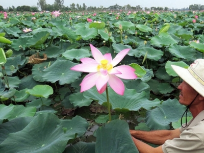 Trồng sen thay lúa vụ ba ở An Giang