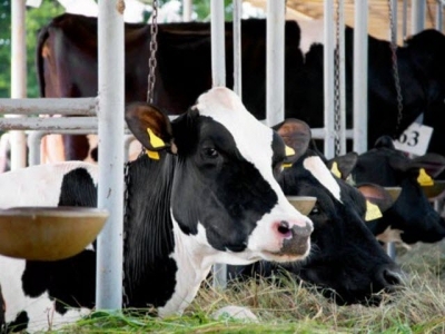 Metabolite profiles provide clue to LifeStart benefits for calves: Trouw Nutrition