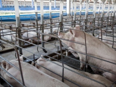 Animal scientists look to enhance a pig-specific precision feeding system
