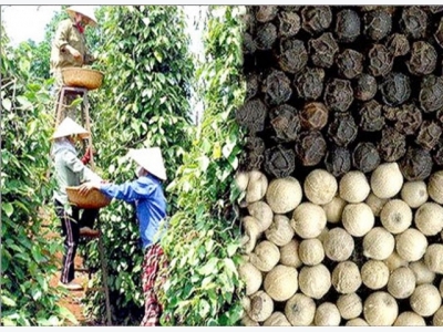 Pepper exports expect to regain growth