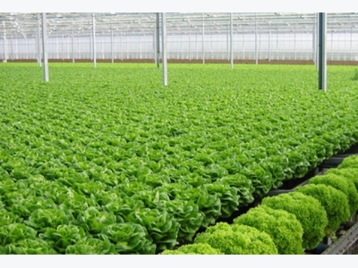Developing Vietnams organic agriculture