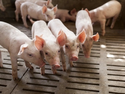 Recombinetics, DNA Genetics form alliance to end surgical castration of swine