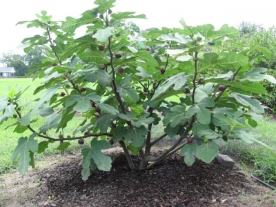 Kỹ thuật trồng cây sung Mỹ cho quả sai trĩu cành, thơm ngon khó cưỡng