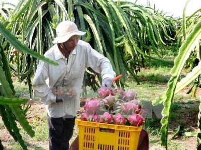 Fruit, veggie exports set record of US$3.45 billion
