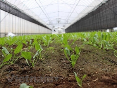 Workshop seeks to develop smart agriculture in Vietnam