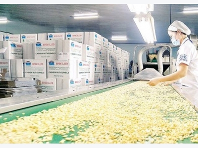 Vietnams path to become world cashew king