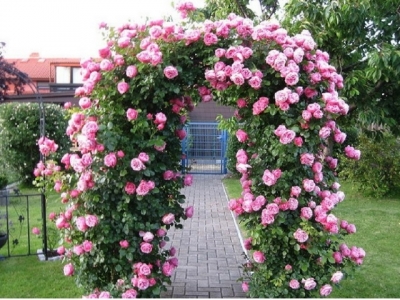 Kỹ thuật trồng cây hoa hồng leo Thái cho tường nhà nổi bật sắc hương