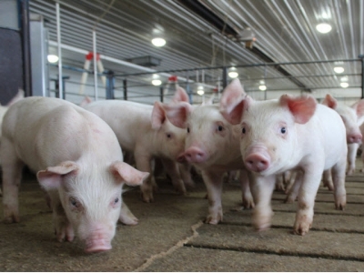 Wheat-DDGs drop feed efficiency in young swine diets, dont alter intake