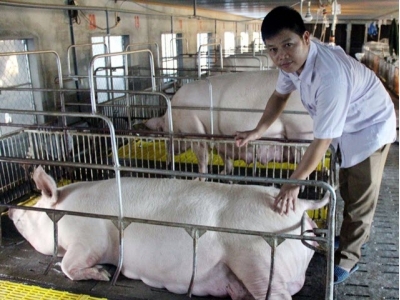 Bỏ phố lên rừng nuôi lợn sạch kiếm tiền tỷ mỗi năm