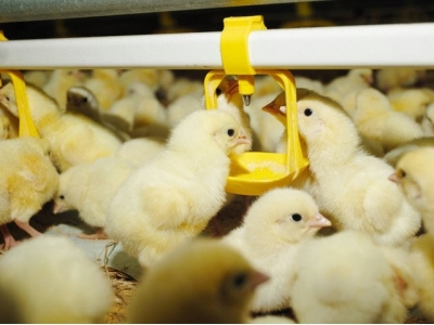 Research shows enzymes improve energy release for broilers