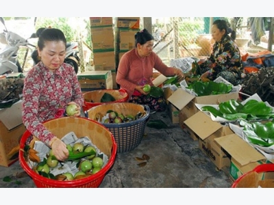 Tien Giang expands cultivation of star apples