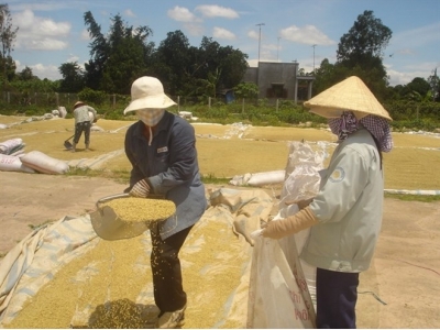 Auspicious start to Vietnamese rice export in 2018