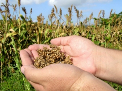 High-density feed crop planting could reduce weeds, herbicide use