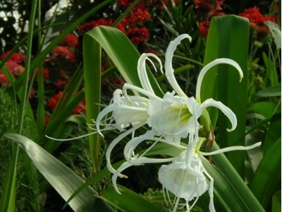 Cây bạch trinh biển nở hoa sáng trắng được trồng để hút khí độc cho sân vườn