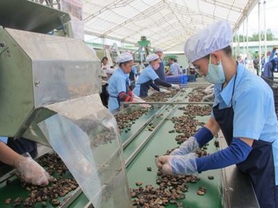 Vietnams cashew industry turns to Cambodia