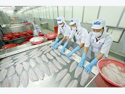 King of pangasius suffers heavy loss