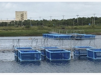 Prawn potential: Ridley feed trial in Thailand successful