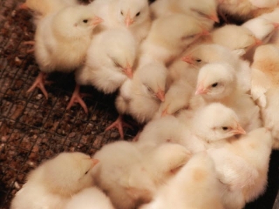 Water, early nutrition boost feed efficiency in poultry