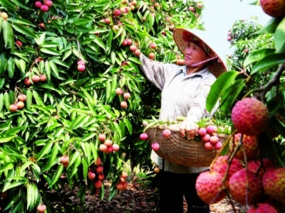 Vietnam becomes supply hub with record agricultural exports