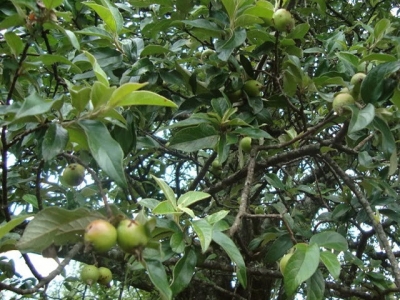 Kỹ thuật trồng táo mèo cho năng suất cao