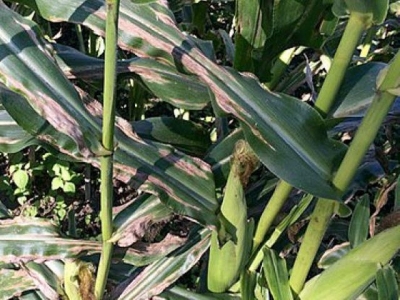 Northern corn leaf blight genes identified in new study