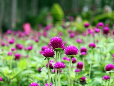 Kỹ thuật trồng hoa cúc Bách Nhật cho vườn nhà luôn rực rỡ sắc hương