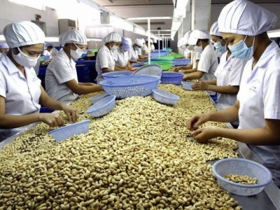 Cashew exports hit record high of over 3.5 billion USD