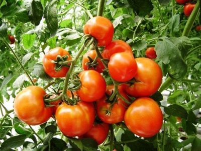 Kỹ thuật trồng cây cà chua trên sân thượng cực đơn giản