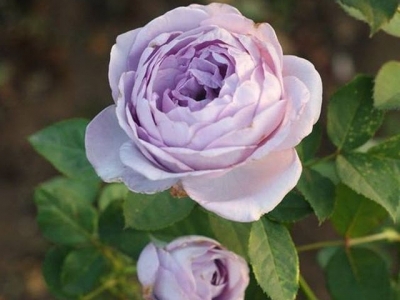 Kỹ thuật trồng cây hoa hồng bụi Thạch lam ấn tượng, hương thơm nồng nàn