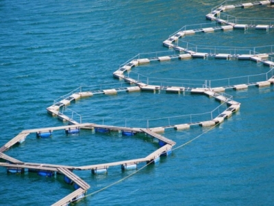 Will farmed flathead grey mullet eat their vegetables, instead of fishmeal?