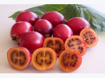 Cà chua thân gỗ hàng hiếm, giá cắt cổ nhưng trồng tại nhà chỉ vài bước đơn giản
