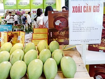 Trồng xoài cát, thu nhập cao