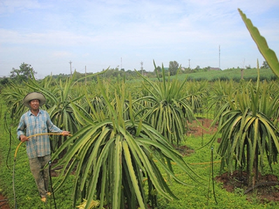 Trồng hoa cải tạo đất cằn