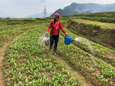 Mai Chau successfully builds safe veggie farming-distribution model