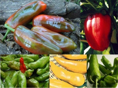 Changeable chillies