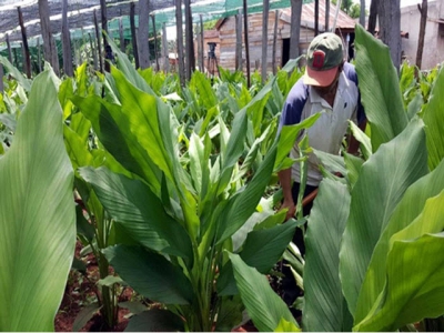 Turmeric cultivation under value chain and organic fertilizer production from tumeric side