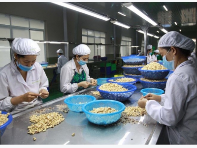 Processors gain right to label Binh Phuoc cashew products