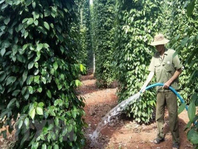 Vietnam may lose top rank as largest pepper producer: IPC
