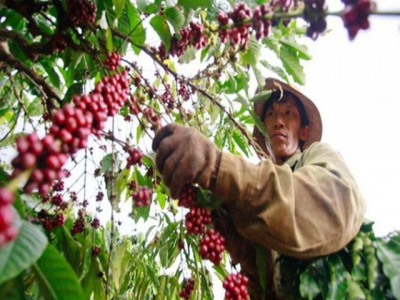 Coffee Day to open in Đắk Nông