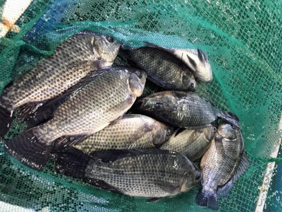 Effects of combining two exogenous carbohydrases on growth of Nile tilapia