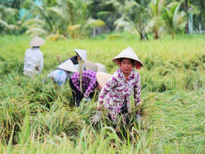 Farmers rescue rice paddies following storm in Vietnams Mekong Delta